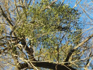 全身医療脱毛の効果を最大限にする通い方とコスパは？