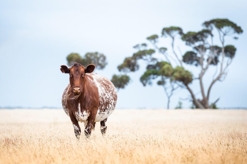 全身医療脱毛を受ける妊娠の可能性がある人の料金プランは？